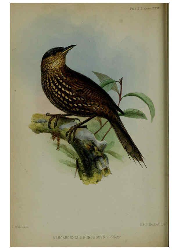 Reproducción/Reproduction 6140325000: Proceedings of the Zoological Society of London. 1856 London :Academic Press, [etc.],1833-1965