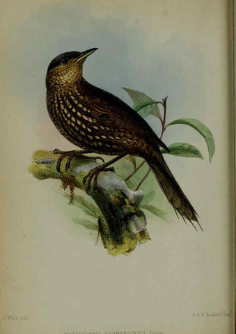 Reproducción/Reproduction 6140325000: Proceedings of the Zoological Society of London. 1856 London :Academic Press, [etc.],1833-1965