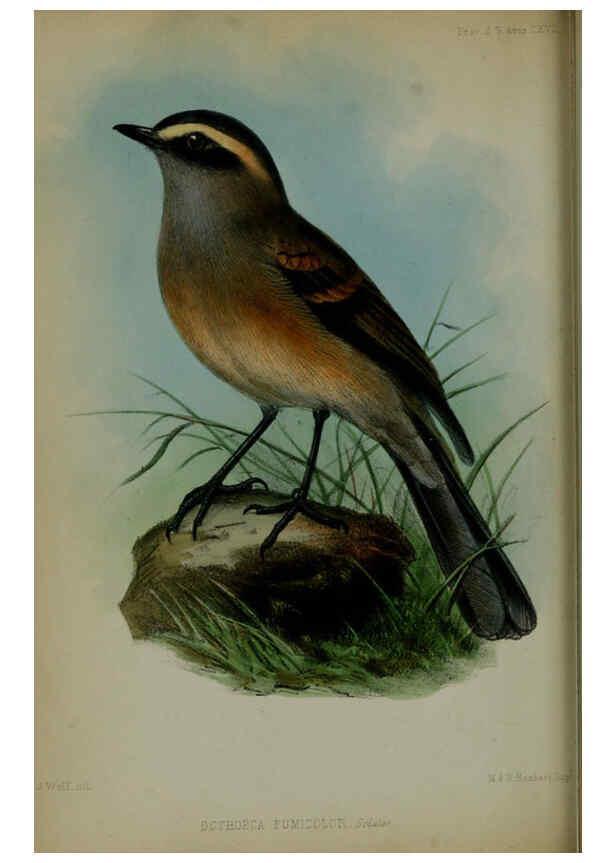 Reproducción/Reproduction 6140325234: Proceedings of the Zoological Society of London. 1856 London :Academic Press, [etc.],1833-1965
