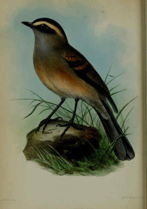 Reproducción/Reproduction 6140325234: Proceedings of the Zoological Society of London. 1856 London :Academic Press, [etc.],1833-1965