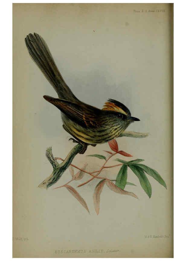 Reproducción/Reproduction 6140325528: Proceedings of the Zoological Society of London. 1856 London :Academic Press, [etc.],1833-1965