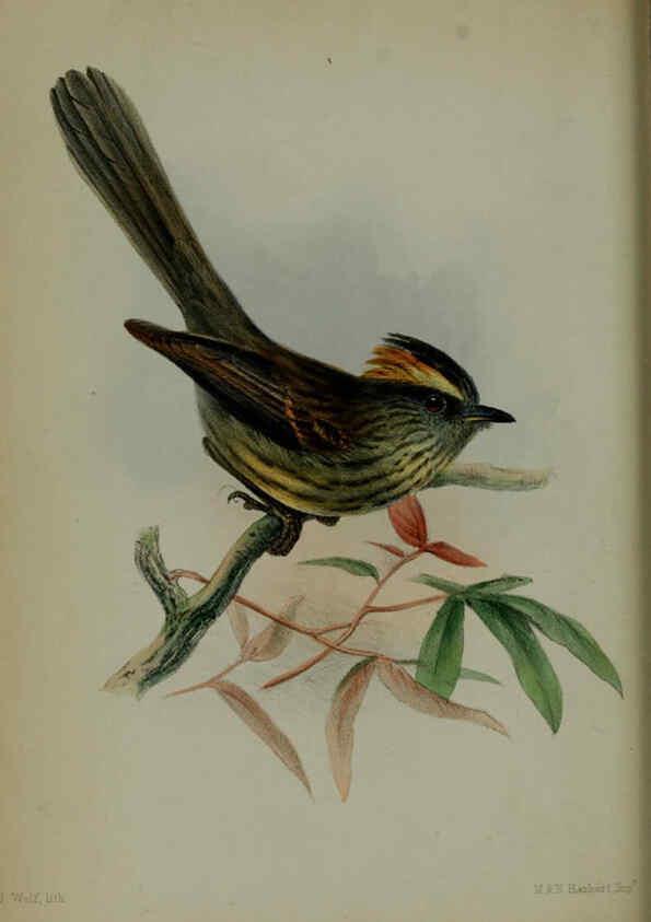 Reproducción/Reproduction 6140325528: Proceedings of the Zoological Society of London. 1856 London :Academic Press, [etc.],1833-1965