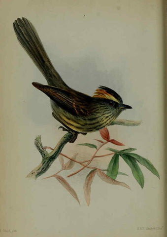 Reproducción/Reproduction 6140325528: Proceedings of the Zoological Society of London. 1856 London :Academic Press, [etc.],1833-1965