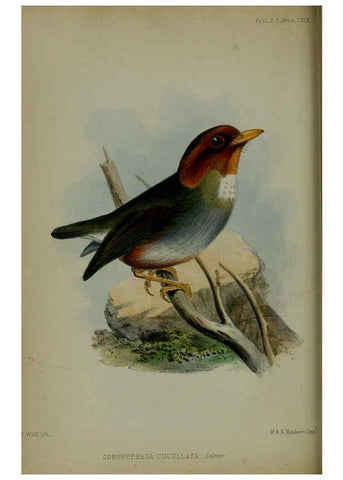Reproducción/Reproduction 6140325832: Proceedings of the Zoological Society of London. 1856 London :Academic Press, [etc.],1833-1965