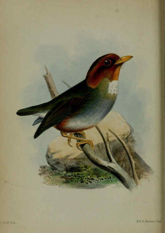 Reproducción/Reproduction 6140325832: Proceedings of the Zoological Society of London. 1856 London :Academic Press, [etc.],1833-1965