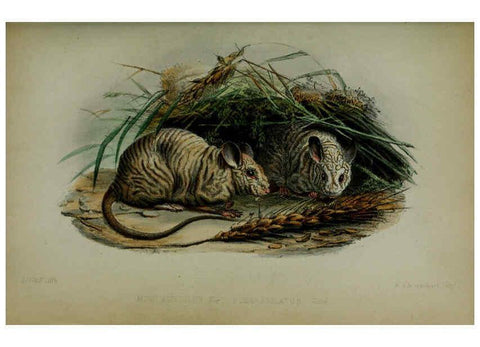 Reproducción/Reproduction 6140326042: Proceedings of the Zoological Society of London. 1856 London :Academic Press, [etc.],1833-1965