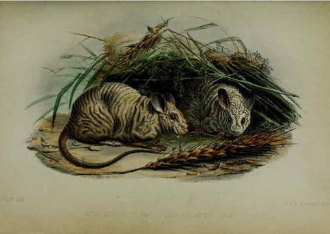 Reproducción/Reproduction 6140326042: Proceedings of the Zoological Society of London. 1856 London :Academic Press, [etc.],1833-1965