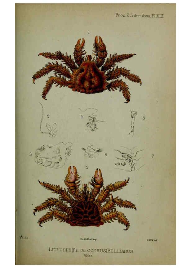 Reproducción/Reproduction 6139775273: Proceedings of the Zoological Society of London. 1856 London :Academic Press, [etc.],1833-1965