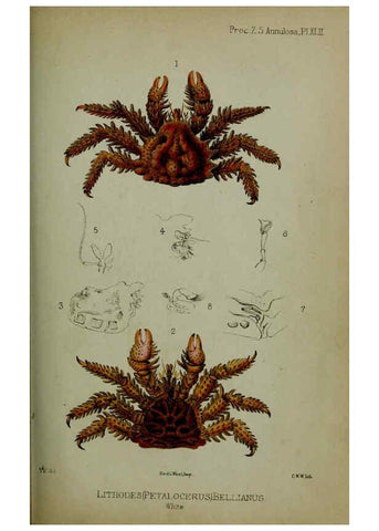Reproducción/Reproduction 6139775273: Proceedings of the Zoological Society of London. 1856 London :Academic Press, [etc.],1833-1965