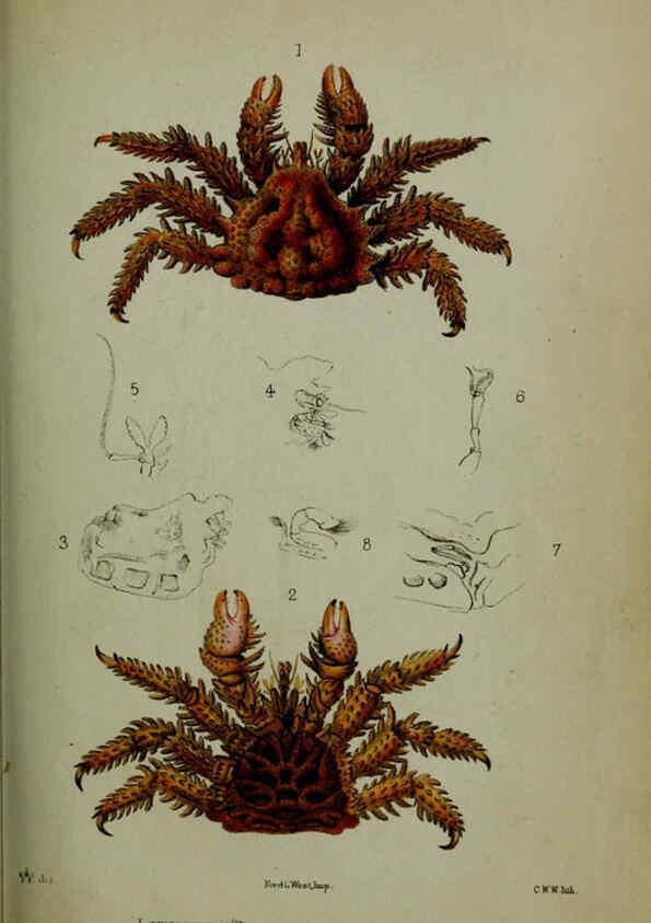 Reproducción/Reproduction 6139775273: Proceedings of the Zoological Society of London. 1856 London :Academic Press, [etc.],1833-1965