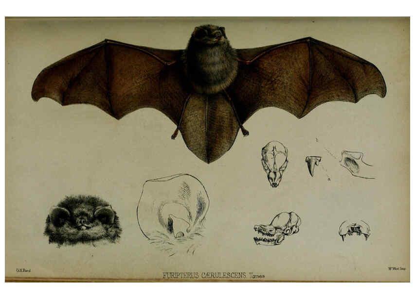 Reproducción/Reproduction 6139775983: Proceedings of the Zoological Society of London. 1856 London :Academic Press, [etc.],1833-1965
