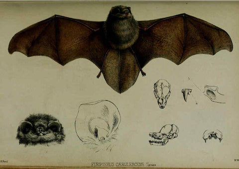 Reproducción/Reproduction 6139775983: Proceedings of the Zoological Society of London. 1856 London :Academic Press, [etc.],1833-1965