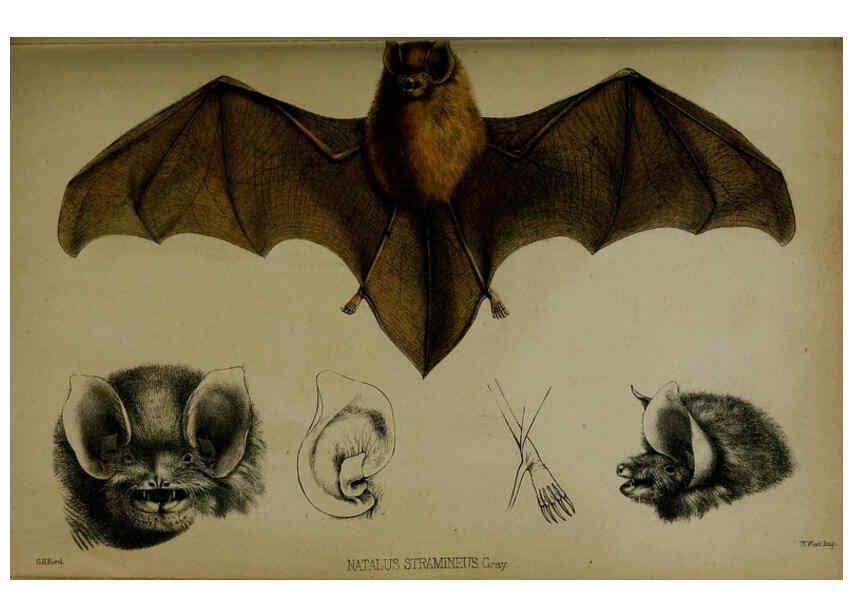 Reproducción/Reproduction 6139776271: Proceedings of the Zoological Society of London. 1856 London :Academic Press, [etc.],1833-1965