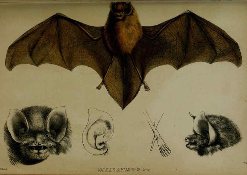 Reproducción/Reproduction 6139776271: Proceedings of the Zoological Society of London. 1856 London :Academic Press, [etc.],1833-1965