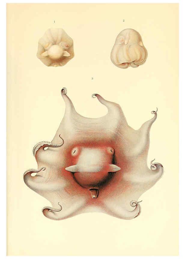 Reproducción/Reproduction 6139739403: The Cephalopod. atlas Jerusalem :Israel Program for Scientific Translations ; Springfield, Va. : available from the U. S. National Technical Information Service,1975