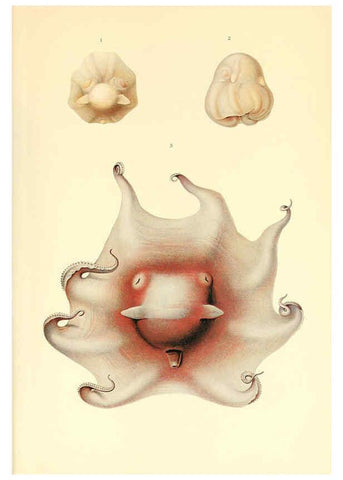 Reproducción/Reproduction 6139739403: The Cephalopod. atlas Jerusalem :Israel Program for Scientific Translations ; Springfield, Va. : available from the U. S. National Technical Information Service,1975
