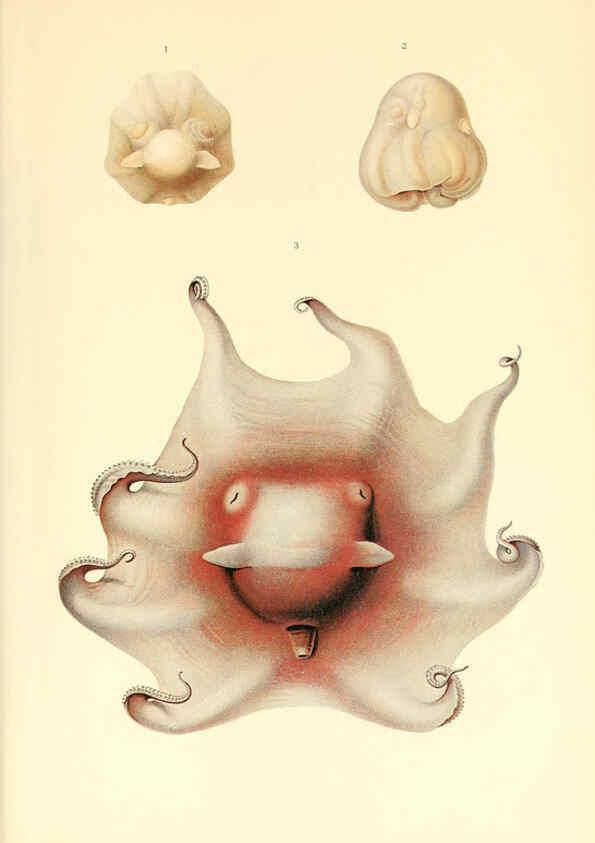 Reproducción/Reproduction 6139739403: The Cephalopod. atlas Jerusalem :Israel Program for Scientific Translations ; Springfield, Va. : available from the U. S. National Technical Information Service,1975