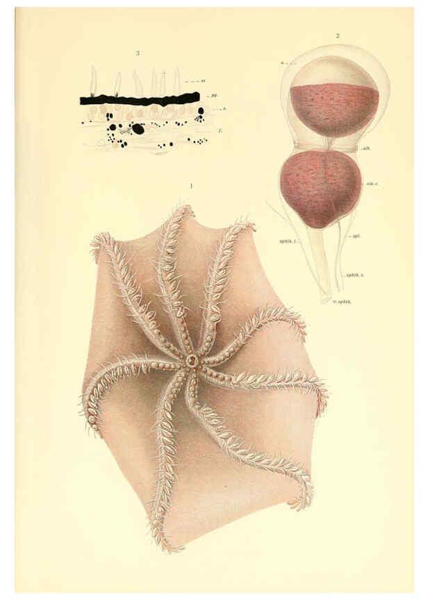 Reproducción/Reproduction 6139739251: The Cephalopod. atlas Jerusalem :Israel Program for Scientific Translations ; Springfield, Va. : available from the U. S. National Technical Information Service,1975