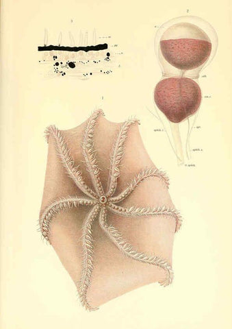 Reproducción/Reproduction 6139739251: The Cephalopod. atlas Jerusalem :Israel Program for Scientific Translations ; Springfield, Va. : available from the U. S. National Technical Information Service,1975