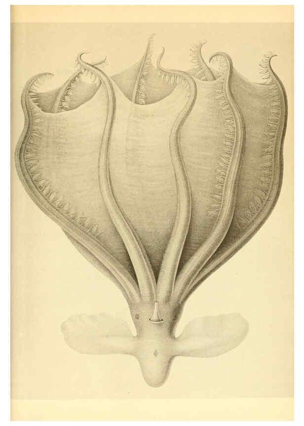Reproducción/Reproduction 6140290120: The Cephalopod. atlas Jerusalem :Israel Program for Scientific Translations ; Springfield, Va. : available from the U. S. National Technical Information Service,1975