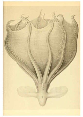 Reproducción/Reproduction 6140290120: The Cephalopod. atlas Jerusalem :Israel Program for Scientific Translations ; Springfield, Va. : available from the U. S. National Technical Information Service,1975