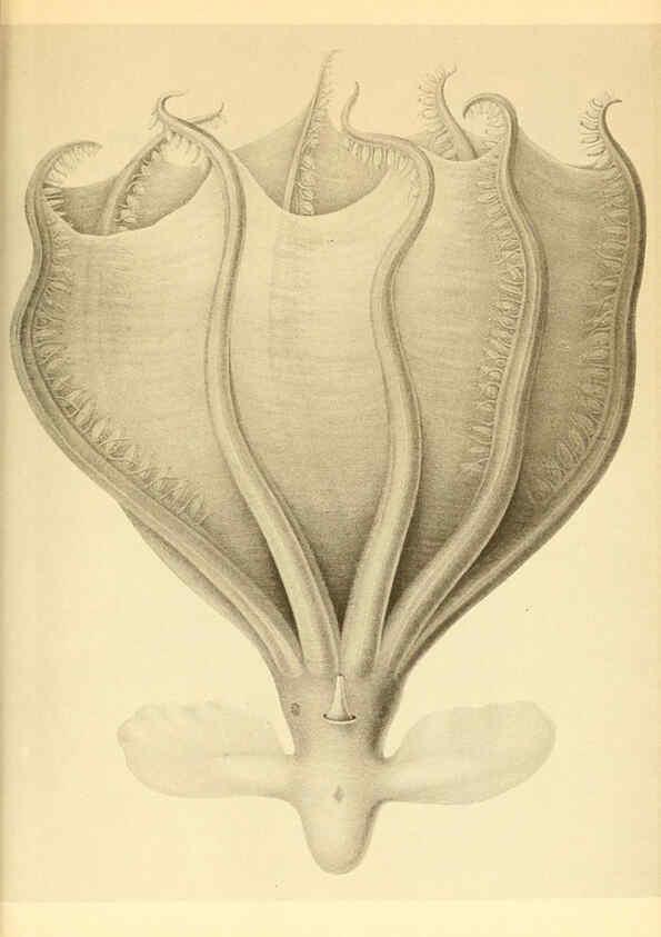 Reproducción/Reproduction 6140290120: The Cephalopod. atlas Jerusalem :Israel Program for Scientific Translations ; Springfield, Va. : available from the U. S. National Technical Information Service,1975
