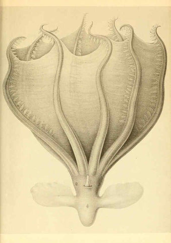 Reproducción/Reproduction 6140290120: The Cephalopod. atlas Jerusalem :Israel Program for Scientific Translations ; Springfield, Va. : available from the U. S. National Technical Information Service,1975