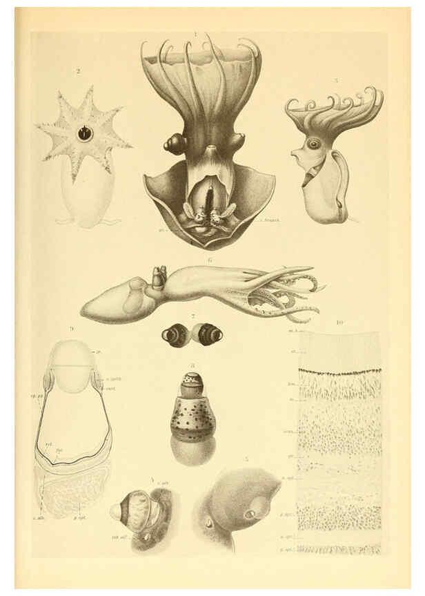 Reproducción/Reproduction 6140289958: The Cephalopod. atlas Jerusalem :Israel Program for Scientific Translations ; Springfield, Va. : available from the U. S. National Technical Information Service,1975