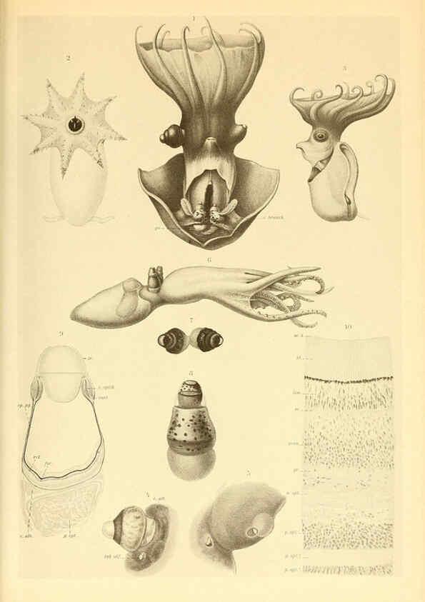 Reproducción/Reproduction 6140289958: The Cephalopod. atlas Jerusalem :Israel Program for Scientific Translations ; Springfield, Va. : available from the U. S. National Technical Information Service,1975