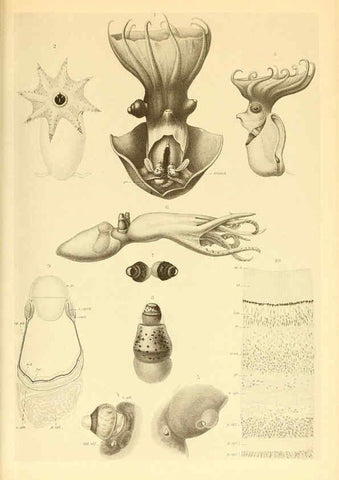 Reproducción/Reproduction 6140289958: The Cephalopod. atlas Jerusalem :Israel Program for Scientific Translations ; Springfield, Va. : available from the U. S. National Technical Information Service,1975