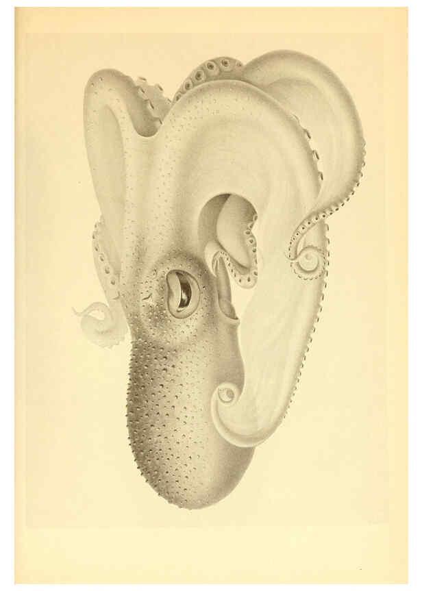Reproducción/Reproduction 6139735731: The Cephalopod. atlas Jerusalem :Israel Program for Scientific Translations ; Springfield, Va. : available from the U. S. National Technical Information Service,1975