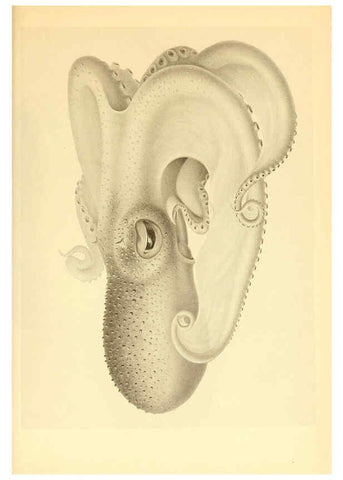 Reproducción/Reproduction 6139735731: The Cephalopod. atlas Jerusalem :Israel Program for Scientific Translations ; Springfield, Va. : available from the U. S. National Technical Information Service,1975