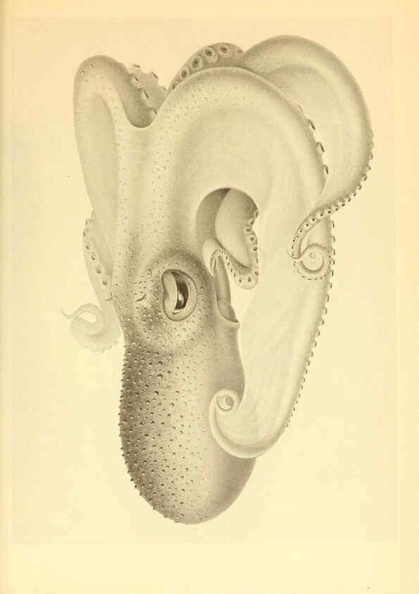 Reproducción/Reproduction 6139735731: The Cephalopod. atlas Jerusalem :Israel Program for Scientific Translations ; Springfield, Va. : available from the U. S. National Technical Information Service,1975