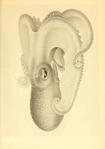 Reproducción/Reproduction 6139735731: The Cephalopod. atlas Jerusalem :Israel Program for Scientific Translations ; Springfield, Va. : available from the U. S. National Technical Information Service,1975