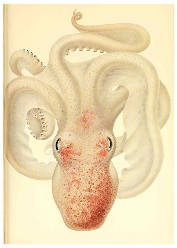 Reproducción/Reproduction 6140286962: The Cephalopod. atlas Jerusalem :Israel Program for Scientific Translations ; Springfield, Va. : available from the U. S. National Technical Information Service,1975