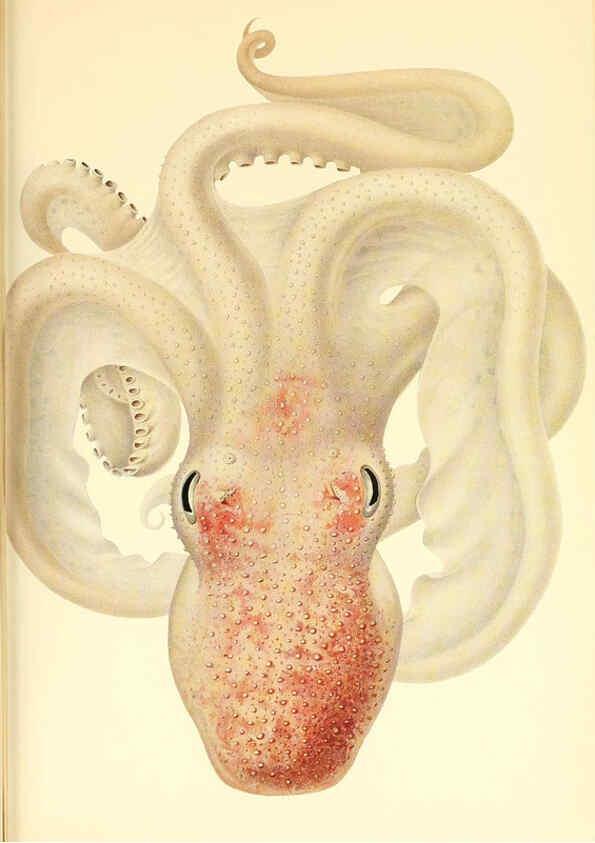 Reproducción/Reproduction 6140286962: The Cephalopod. atlas Jerusalem :Israel Program for Scientific Translations ; Springfield, Va. : available from the U. S. National Technical Information Service,1975