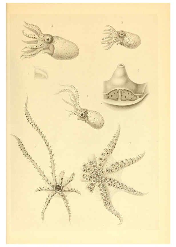 Reproducción/Reproduction 6140287212: The Cephalopod. atlas Jerusalem :Israel Program for Scientific Translations ; Springfield, Va. : available from the U. S. National Technical Information Service,1975