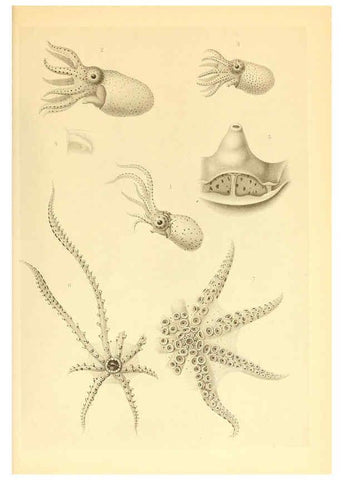 Reproducción/Reproduction 6140287212: The Cephalopod. atlas Jerusalem :Israel Program for Scientific Translations ; Springfield, Va. : available from the U. S. National Technical Information Service,1975