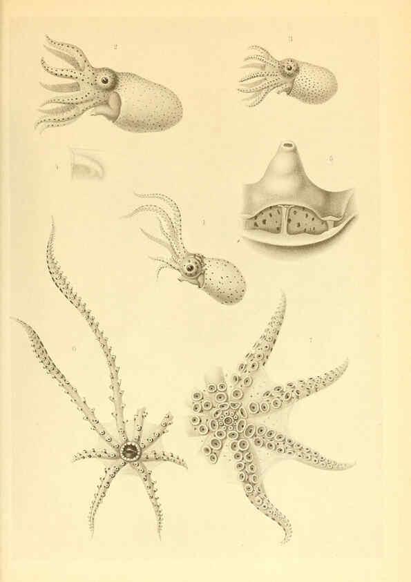 Reproducción/Reproduction 6140287212: The Cephalopod. atlas Jerusalem :Israel Program for Scientific Translations ; Springfield, Va. : available from the U. S. National Technical Information Service,1975