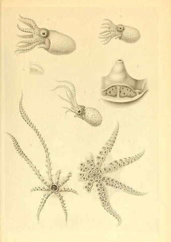 Reproducción/Reproduction 6140287212: The Cephalopod. atlas Jerusalem :Israel Program for Scientific Translations ; Springfield, Va. : available from the U. S. National Technical Information Service,1975