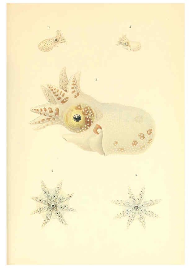 Reproducción/Reproduction 6139736361: The Cephalopod. atlas Jerusalem :Israel Program for Scientific Translations ; Springfield, Va. : available from the U. S. National Technical Information Service,1975