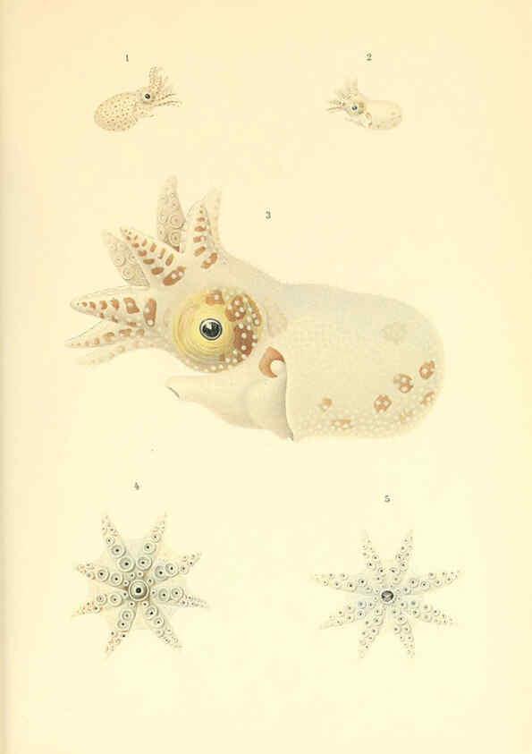 Reproducción/Reproduction 6139736361: The Cephalopod. atlas Jerusalem :Israel Program for Scientific Translations ; Springfield, Va. : available from the U. S. National Technical Information Service,1975