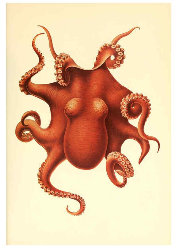 Reproducción/Reproduction 6139736515: The Cephalopod. atlas Jerusalem :Israel Program for Scientific Translations ; Springfield, Va. : available from the U. S. National Technical Information Service,1975