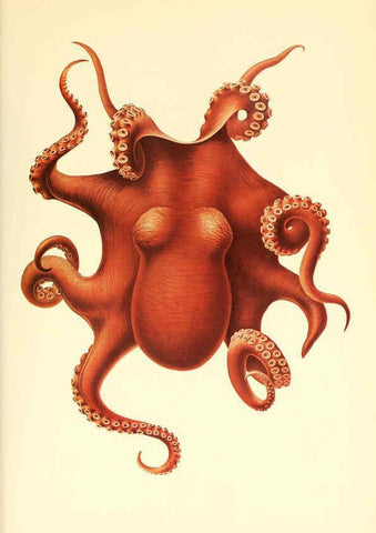 Reproducción/Reproduction 6139736515: The Cephalopod. atlas Jerusalem :Israel Program for Scientific Translations ; Springfield, Va. : available from the U. S. National Technical Information Service,1975