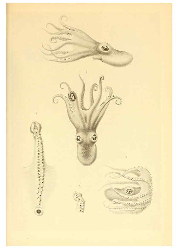 Reproducción/Reproduction 6140287816: The Cephalopod. atlas Jerusalem :Israel Program for Scientific Translations ; Springfield, Va. : available from the U. S. National Technical Information Service,1975