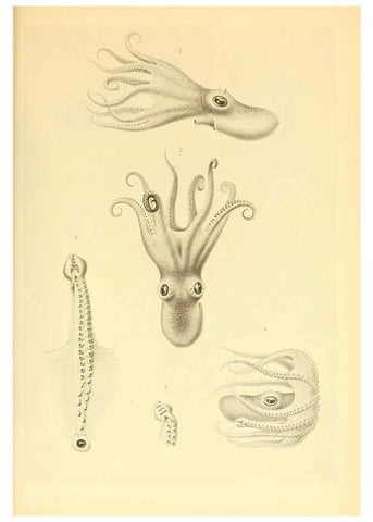 Reproducción/Reproduction 6140287816: The Cephalopod. atlas Jerusalem :Israel Program for Scientific Translations ; Springfield, Va. : available from the U. S. National Technical Information Service,1975