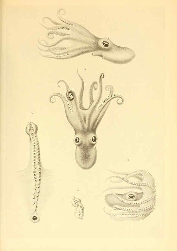 Reproducción/Reproduction 6140287816: The Cephalopod. atlas Jerusalem :Israel Program for Scientific Translations ; Springfield, Va. : available from the U. S. National Technical Information Service,1975
