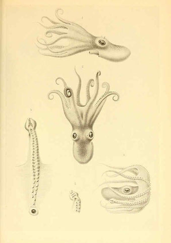 Reproducción/Reproduction 6140287816: The Cephalopod. atlas Jerusalem :Israel Program for Scientific Translations ; Springfield, Va. : available from the U. S. National Technical Information Service,1975