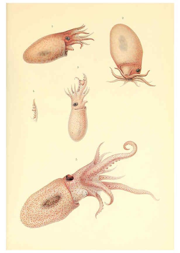 Reproducción/Reproduction 6139736933: The Cephalopod. atlas Jerusalem :Israel Program for Scientific Translations ; Springfield, Va. : available from the U. S. National Technical Information Service,1975