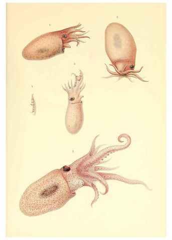 Reproducción/Reproduction 6139736933: The Cephalopod. atlas Jerusalem :Israel Program for Scientific Translations ; Springfield, Va. : available from the U. S. National Technical Information Service,1975